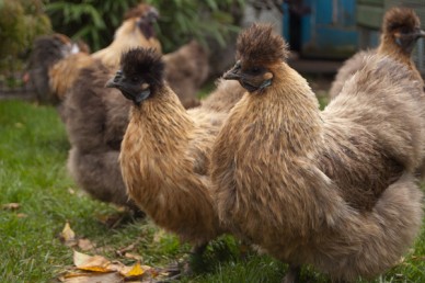 partridge-silkie-hen