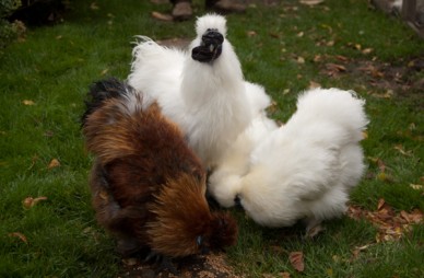 Group of three Silkies
