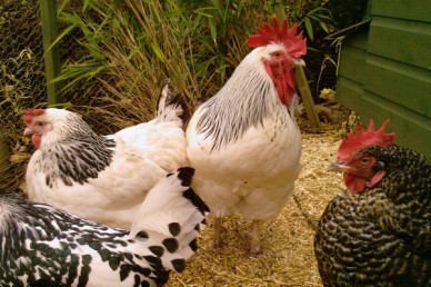 Sussex and Maran Pure Breed Chickens