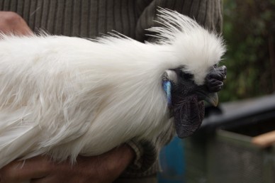 Male Silkie