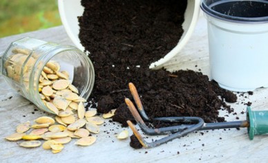 Seeds ready to be planted