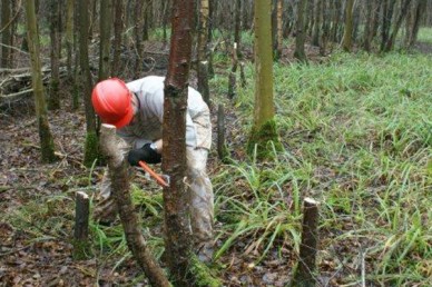 Felling a birch tree