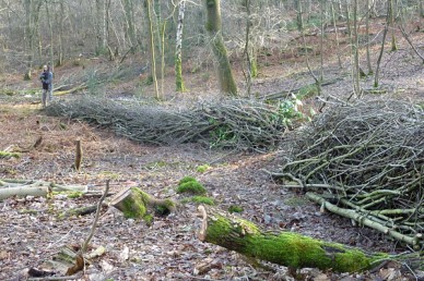 dead hedge