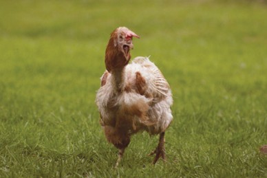 Ex-battery hen