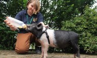 Feeding a piglet