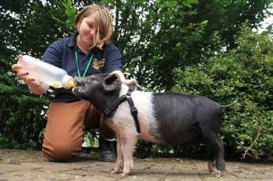 Feeding a piglet