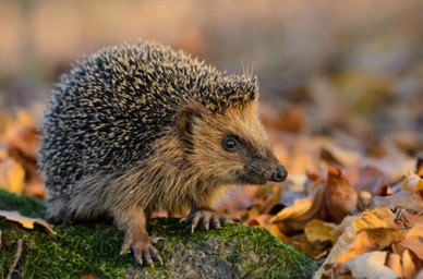 Careful of hedgehogs in leaf piles