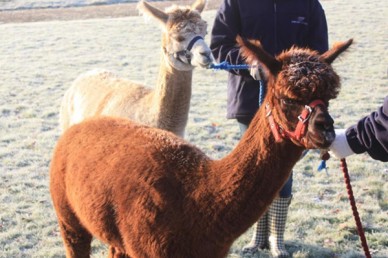 Alpacas at Oakland College