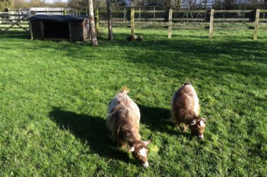 Pygmy goats in their paddock