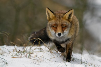 Red Fox