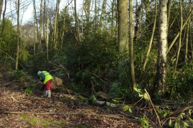 Woodland Work