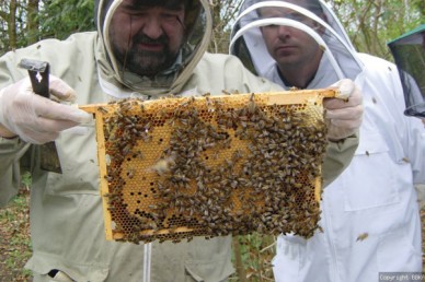 Beekeeper's buddy