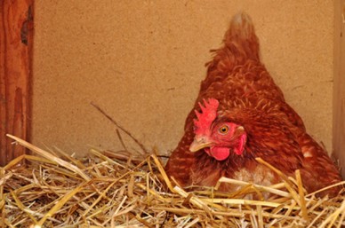 Broody Hen