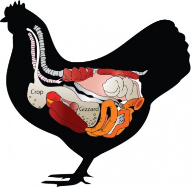 Chicken anatomy internal