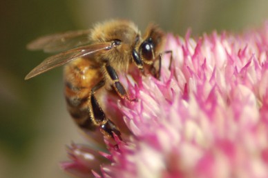 Honey Bee on Sedum