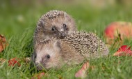 Two hedgehogs