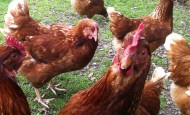Inquisitive chickens
