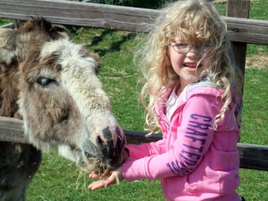 Petting Zoo Donkey