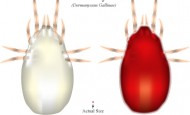 Red poultry mite