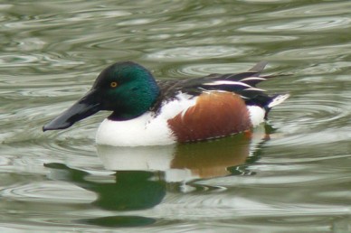 Shoveler Duck