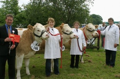 Simmental show line up
