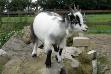 Pygmy goat play area