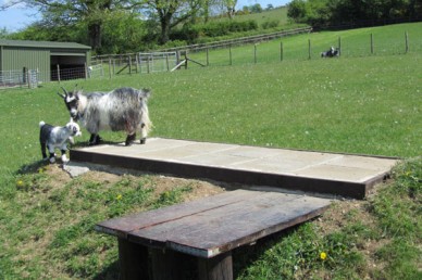 goat-housing-play-area-two