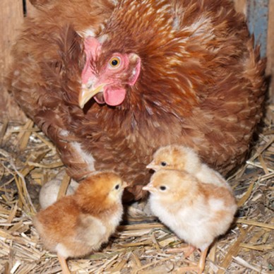 Hybrid hen with chicks