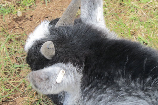 How long do pygmy goats live?