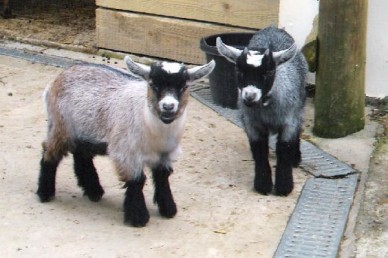 A pair of pygmy wethers