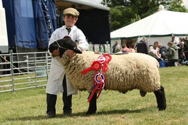 Champion Sheep