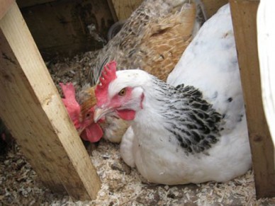 An egg bound hen