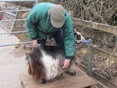 Ready to start hoof trimming