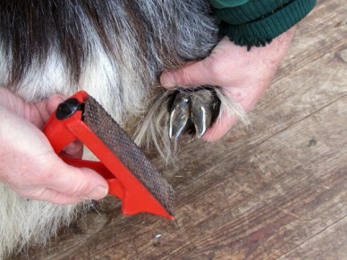 A rasp to tidy the hoof after trimming