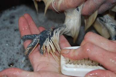 Cleaning the feet