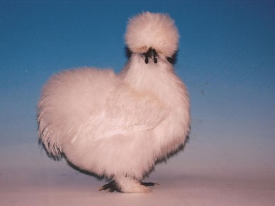 Show winning soft feather Silkie