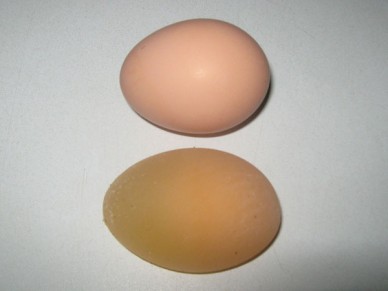 Soft-shelled egg