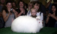 Show winning giant Angora