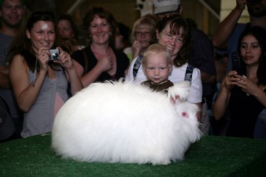 Keeping Angora rabbits for fibre 