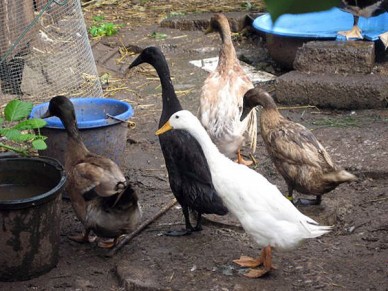 Indian Runner Ducks