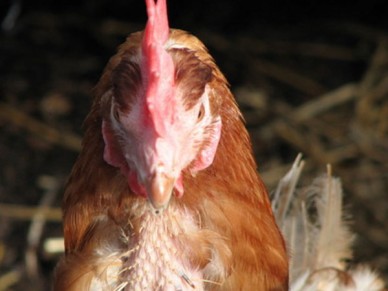 Lucky Hens Rescue