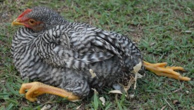 Young chicken with Marek's disease