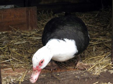 Muscovy Duck
