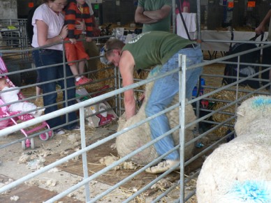 Shearing demonstration