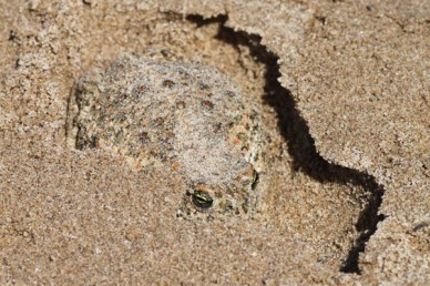 The natterjack toad is slowly disappearing