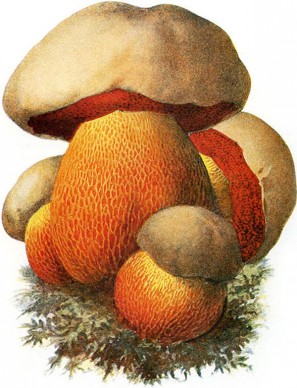 Devil's Bolete Mushroom