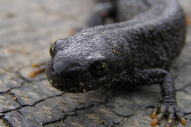 Great-Crested Newt