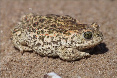 Natterjack Toad