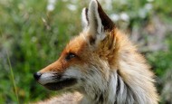 Red fox, the biggest threat to poultry