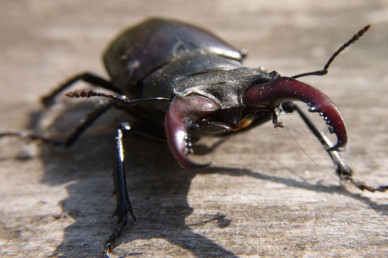 Stag Beetle